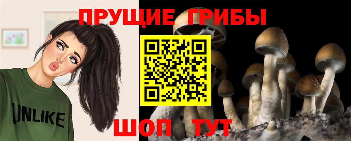 Выкса  Псилоцибиновые грибы GOLDEN TEACHER  даркнет сайт  Вход с VPN 